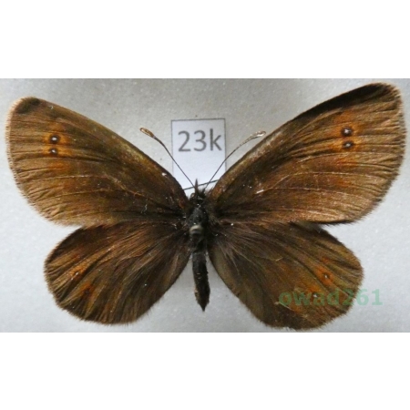 Erebia oeme (Hübner, 1804) Bulgaria23k